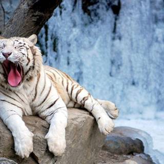 White tiger screensavers