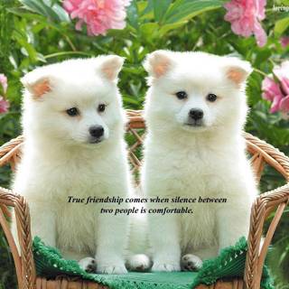 Wallpapers of friendship