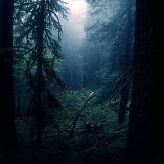 Black forest wallpaper