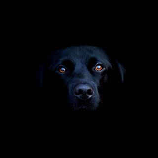 Black Labrador wallpaper