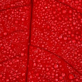 HD red wallpaper