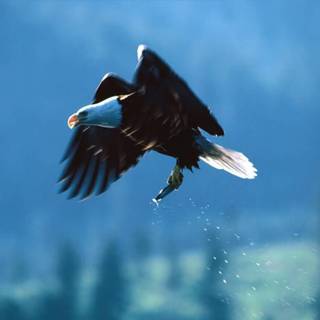 Bald eagle backgrounds