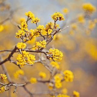 Yellow flower wallpaper