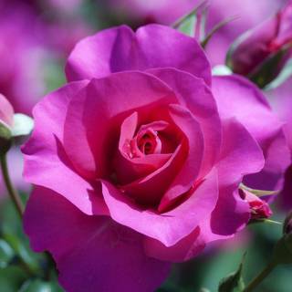 Download flower pictures roses