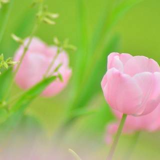 Nature pictures flowers