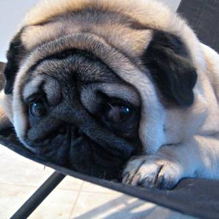 Pug images
