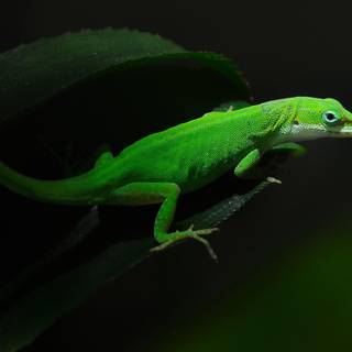 Gecko wallpaper