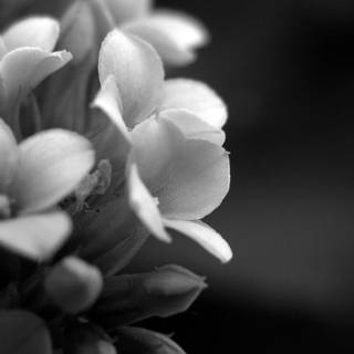 Black elegant wallpaper