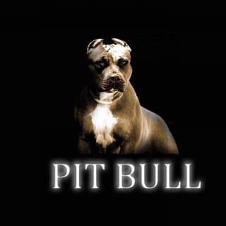 Pittbull wallpaper