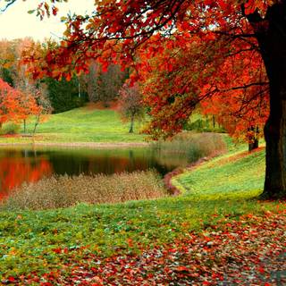 Autumn forest wallpaper