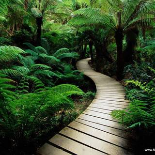 Free computer backgrounds and screensavers