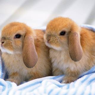 Rabbit wallpaper for desktop