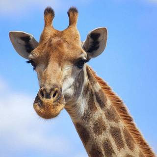 Giraffe wallpaper