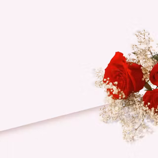 Wallpaper flowers rose