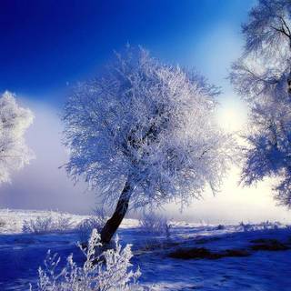 Winter screen backgrounds