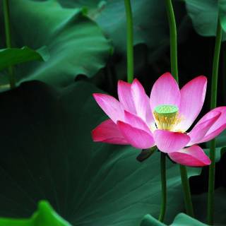Lotus images