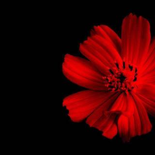 Red flower black background