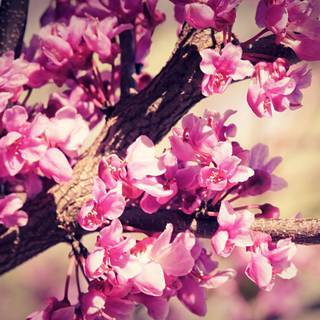 Spring background pictures for desktop