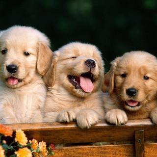 Puppy pictures wallpaper