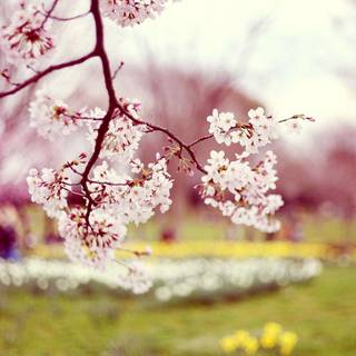 Spring images wallpaper