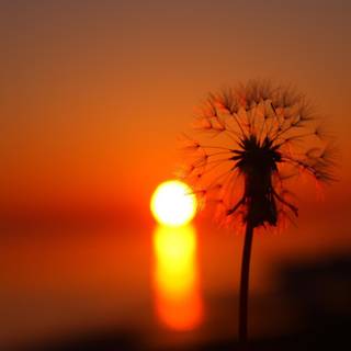 Summer sunset wallpaper