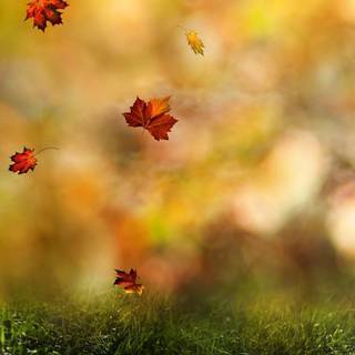 Wallpaper background