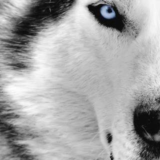 Wolf wall paper