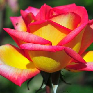 HD pictures of flowers