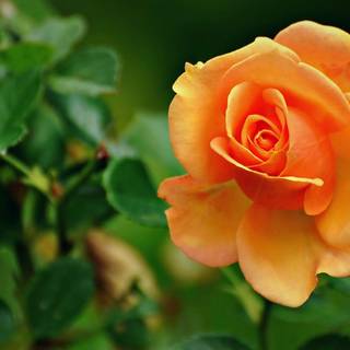 Flower wallpaper free