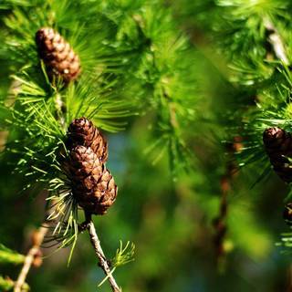 Pine tree wallpaper