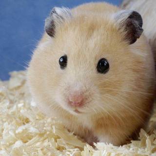 Hamster wallpaper