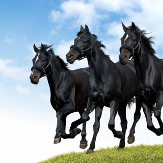 Black horse wallpaper