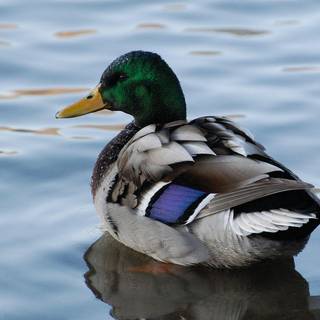 Waterfowl wallpaper