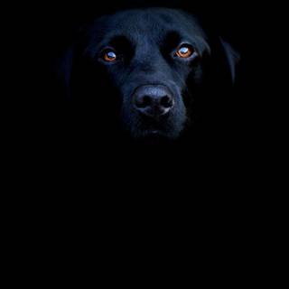 Black wallpaper desktop