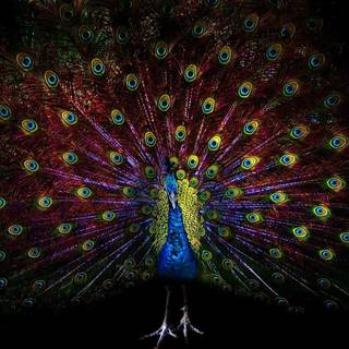 Peacock wallpaper desktop