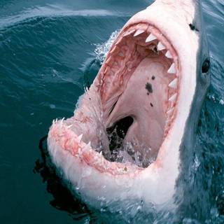 Great white shark wallpaper HD