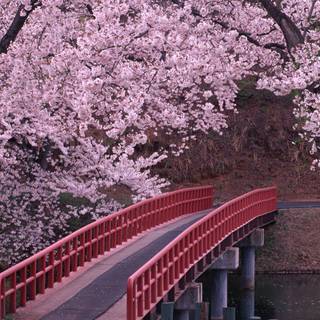 Beautiful pink wallpaper