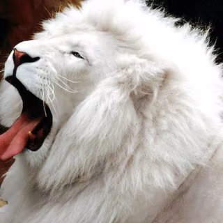 Pictures of white lions