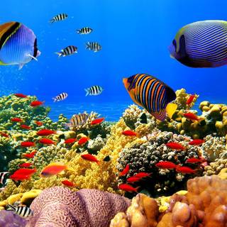 Under ocean wallpaper