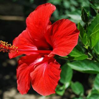 Hibiscus flower wallpaper