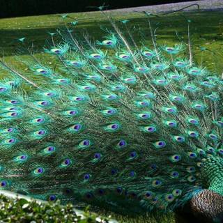 Peacock wallpaper desktop