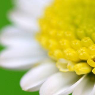 White flower wallpaper