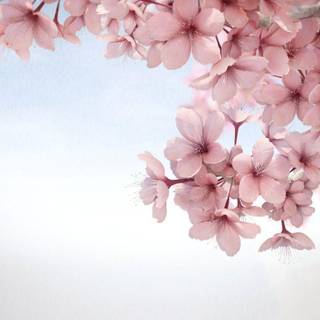 Sakura background