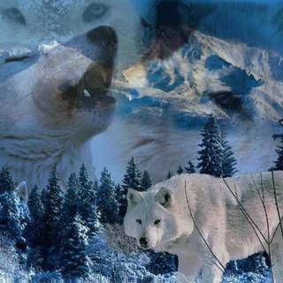 Wolves howling wallpaper