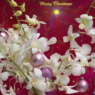 Free desktop christmas wallpaper downloads