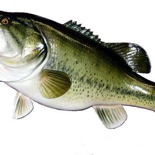 Free largemouth bass wallpaper