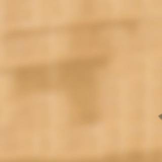 Funny cat desktop wallpaper