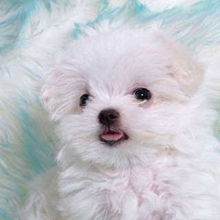 Cute dogs and puppies wallpaper