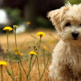 Baby dog wallpaper