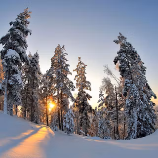 Winter background wallpaper